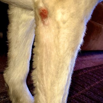 Shaggy to Chic Pet Grooming - Grooming injury fro Shabby to Chic in Yuma, AZ - Pet Groomers Near Me - Yuma, Arizona Shaggy to Chic Pet Grooming - Grooming injury fro Shabby to Chic in Yuma, AZ - Pet Groomers Near Me - Yuma, Arizona