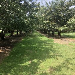 Bigfork Orchards