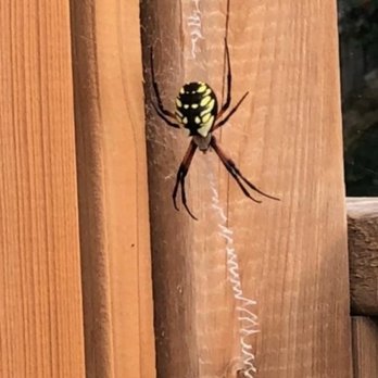 Windsor Pest Control - Photo - Pest Control Near Me Windsor Pest Control - Photo - Pest Control Near Me