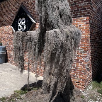 Cypress & Grove Brewing Company - Swamp Monster? - Breweries Near Me - Gainesville, Florida