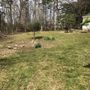 Photo of Southern Blue Lawn & Landscaping