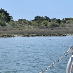 Island Ferry Adventures - Loons, wild horses.