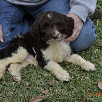 Just Labs Kennels - Pet Services Near Me - Orange, Texas Just Labs Kennels - Pet Services Near Me - Orange, Texas
