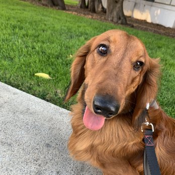 All Ears - Turk working on his leash reactivity at SF Civic Center during commute hours! - Pet Training Near Me All Ears - Turk working on his leash reactivity at SF Civic Center during commute hours! - Pet Training Near Me