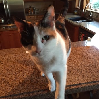 Sisters-Tumalo Pet Sitting - Chexie is a fireball and so much fun! - Pet Sitting Near Me Sisters-Tumalo Pet Sitting - Chexie is a fireball and so much fun! - Pet Sitting Near Me