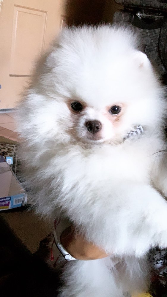 dog and cat hospital whittier blvd