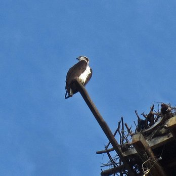 Lake Murray Community Park - An osprey nest. - Playgrounds Near Me - San Diego, California