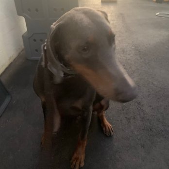 Cali K9 - Murphy's first day at school - Pet Training Near Me - San Jose, California