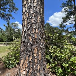 Shelby Park