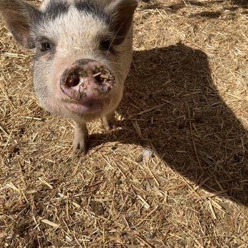 SoCalMiniPigs - Pet Breeders Near Me - Valley Center, California SoCalMiniPigs - Pet Breeders Near Me - Valley Center, California