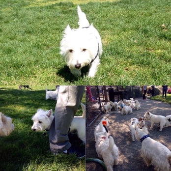 Bray Commons Dog Park - Dog park - Dog Parks Near Me - Dublin, California