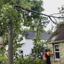 Graves Tree Expert Service