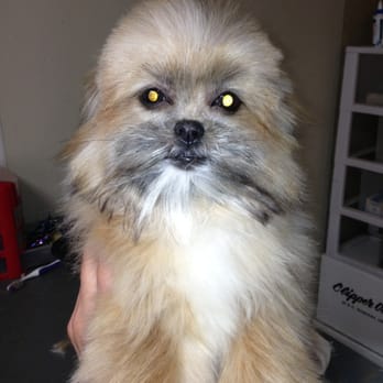 Pawsitively Groomed K-9S - Puppy's first haircut - Pet Groomers Near Me - Newton, Kansas Pawsitively Groomed K-9S - Puppy's first haircut - Pet Groomers Near Me - Newton, Kansas