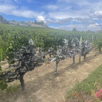 Château La Gaffelière - Wineries Near Me - Saint Emilion, 33