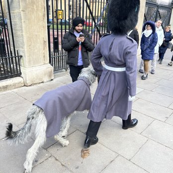 Buckingham Palace - Royal Dog - Landmarks & Historical Buildings Near Me - London, XGL
