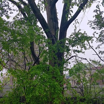 Da Treeman - Tree Services Near Me Da Treeman - Tree Services Near Me