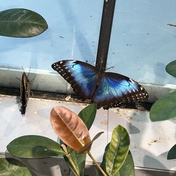 Audubon Insectarium - Absolutely stunning! - Zoos Near Me - New Orleans, Louisiana Audubon Insectarium - Absolutely stunning! - Zoos Near Me - New Orleans, Louisiana