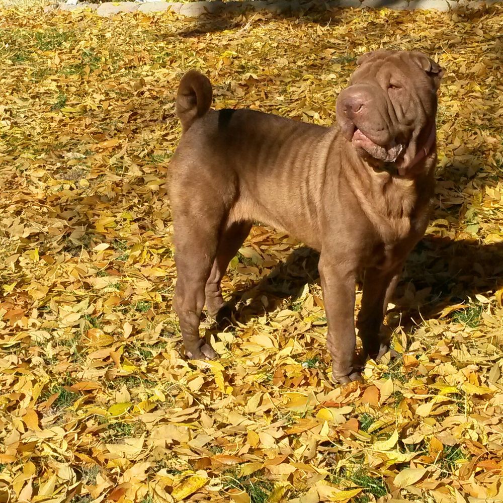 Coco the Shar-Pei
