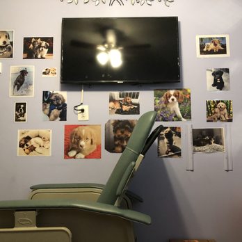 Lola Iskhakova, MD - EKG/ Ozone Therapy room featuring patients pets - Family Practice Near Me - Ozone Park, New York Lola Iskhakova, MD - EKG/ Ozone Therapy room featuring patients pets - Family Practice Near Me - Ozone Park, New York