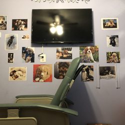 Lola Iskhakova, MD - EKG/ Ozone Therapy room featuring patients pets
