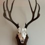 Photo of Mile High Taxidermy