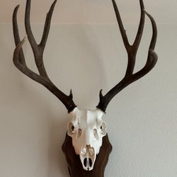 Mile High Taxidermy