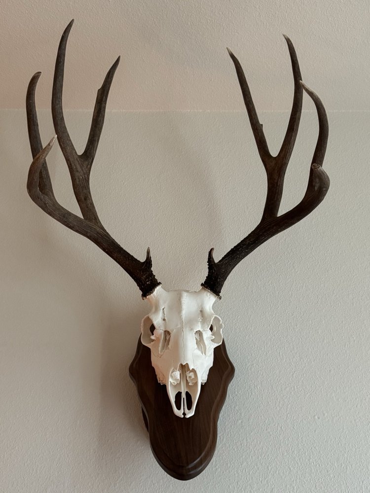 Mile High Taxidermy - taxidermy in Parker, CO