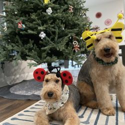 Erika Ashley’s Elite Dog Grooming