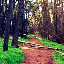 Blackwood Forest Reserve