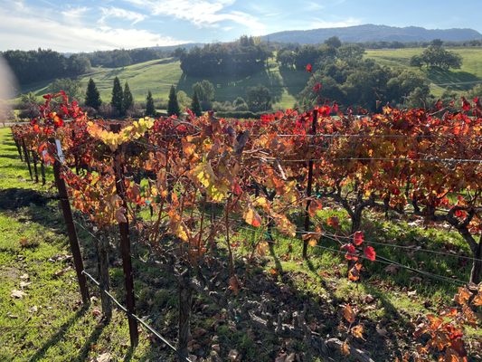Denner Vineyards by null