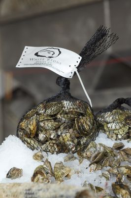 White Stone Oyster Company by null