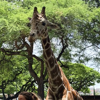 Honolulu Zoo - Friendly Giraffe - Zoos Near Me - Honolulu, Hawaii