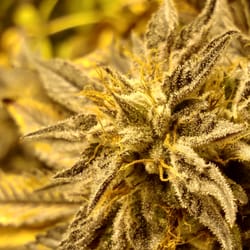 Deanz Greenz  - Gdp