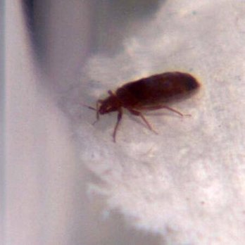 Amigos Pest Solution - Bedbug found on bed - Pest Control Near Me Amigos Pest Solution - Bedbug found on bed - Pest Control Near Me