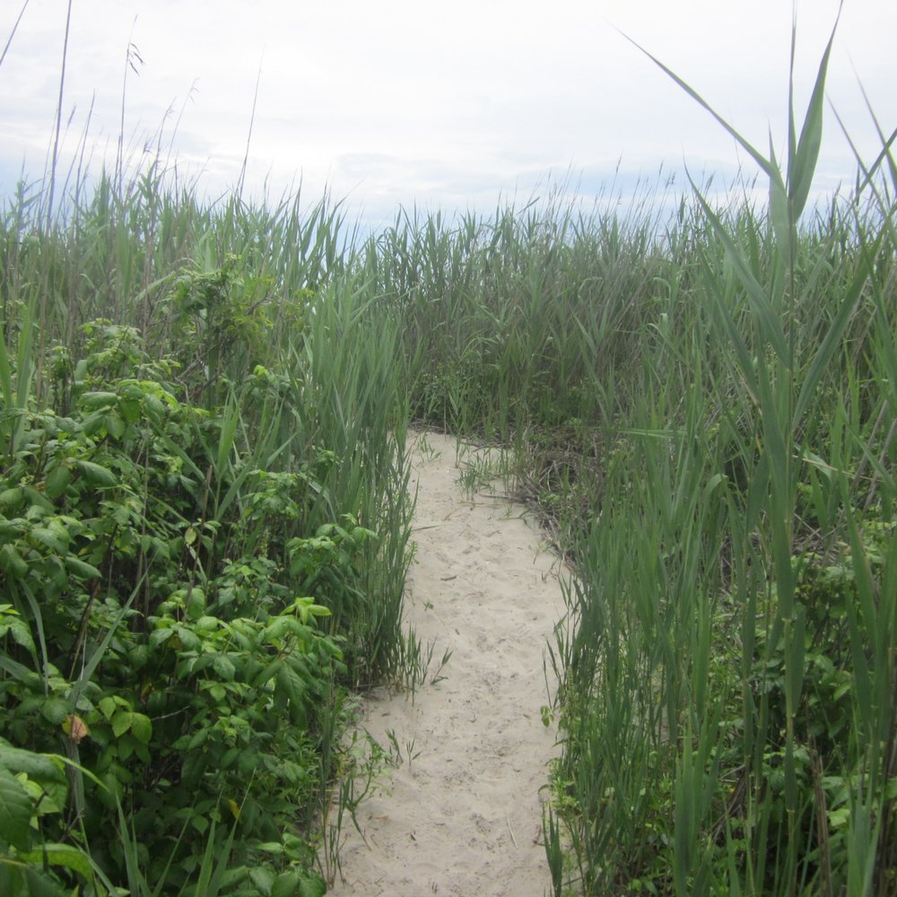 Corson's Inlet State Park - Along the yellow trail almost at the beach. - Beaches Near Me - Ocean City, New Jersey