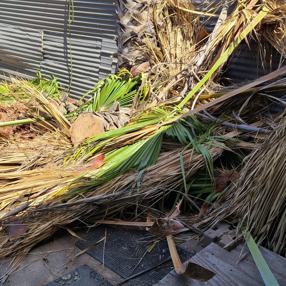 Caliarbor - Massive palm tree cut down to fence line pre clean up - Tree Services Near Me Caliarbor - Massive palm tree cut down to fence line pre clean up - Tree Services Near Me