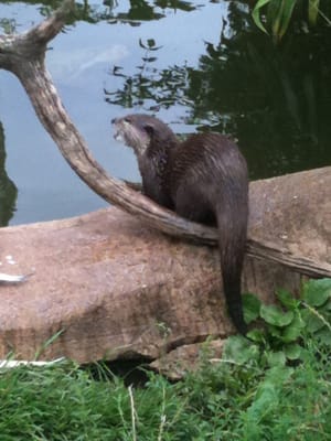 Cotswold Wildlife Park & Gardens by null