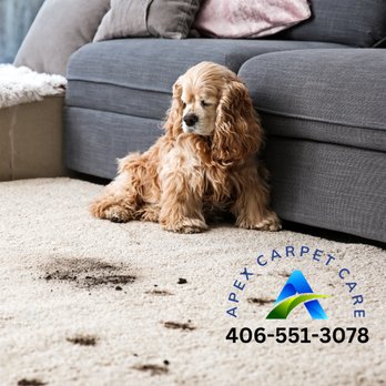 Apex Carpet Care - Carpet Cleaning Near Me - Bozeman, Montana Apex Carpet Care - Carpet Cleaning Near Me - Bozeman, Montana