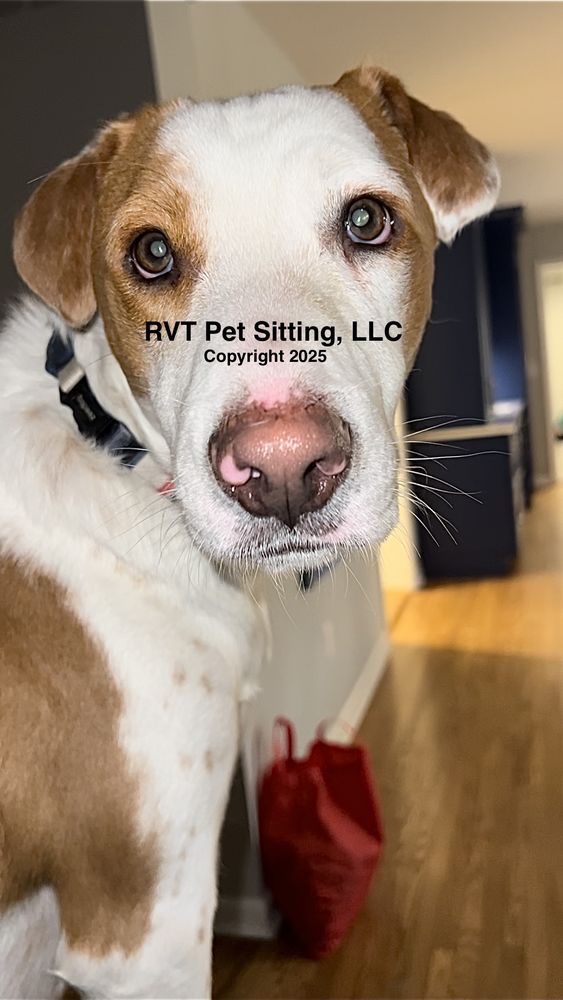 RVT Pet Sitting - pet boarding facility in Cincinnati, OH