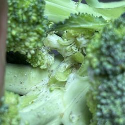Broccoli with live bugs and eggs all in it. I'm disgusted and understand why people are getting sick from the things that they eat.