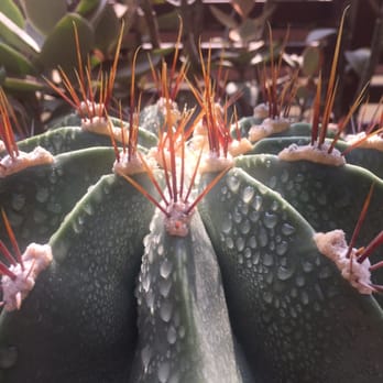 Jardim Botânico - Cactus - Botanical Gardens Near Me - Rio de Janeiro, RJ