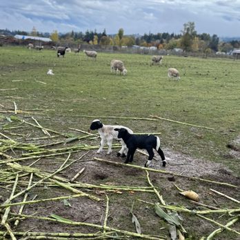 Scholls Ferry Farm - Baby sheepies - Pumpkin Patches Near Me - Hillsboro, Oregon Scholls Ferry Farm - Baby sheepies - Pumpkin Patches Near Me - Hillsboro, Oregon