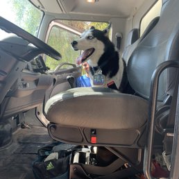 My puppy ran off and got into their truck! Newest employee My puppy ran off and got into their truck! Newest employee