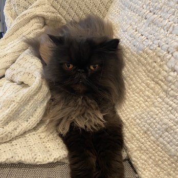 Jasmine Pet Grooming - BEFORE - Pet Groomers Near Me - Brea, California