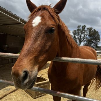 Harmony and Horses - Community Service/Non-Profit Near Me - Valley Center, California