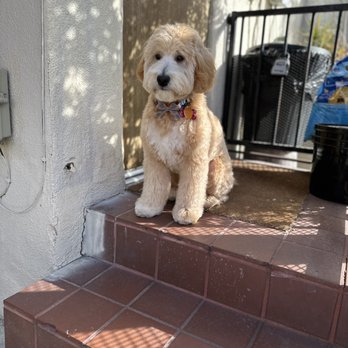 Uptown Paw - Pet Groomers Near Me - Huntington Beach, California Uptown Paw - Pet Groomers Near Me - Huntington Beach, California