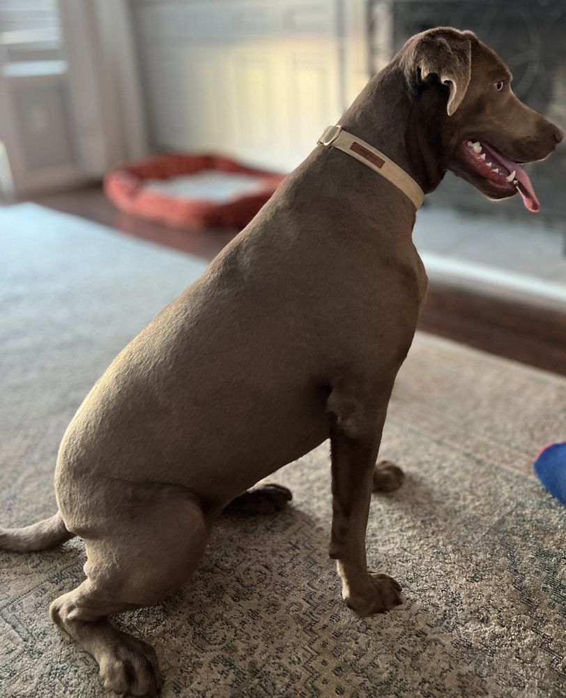 DRUMHILL’S LAKELAND PET GROOMING & DAY CARE Updated September 2024