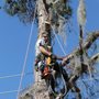 Photo of Karney Tree Service