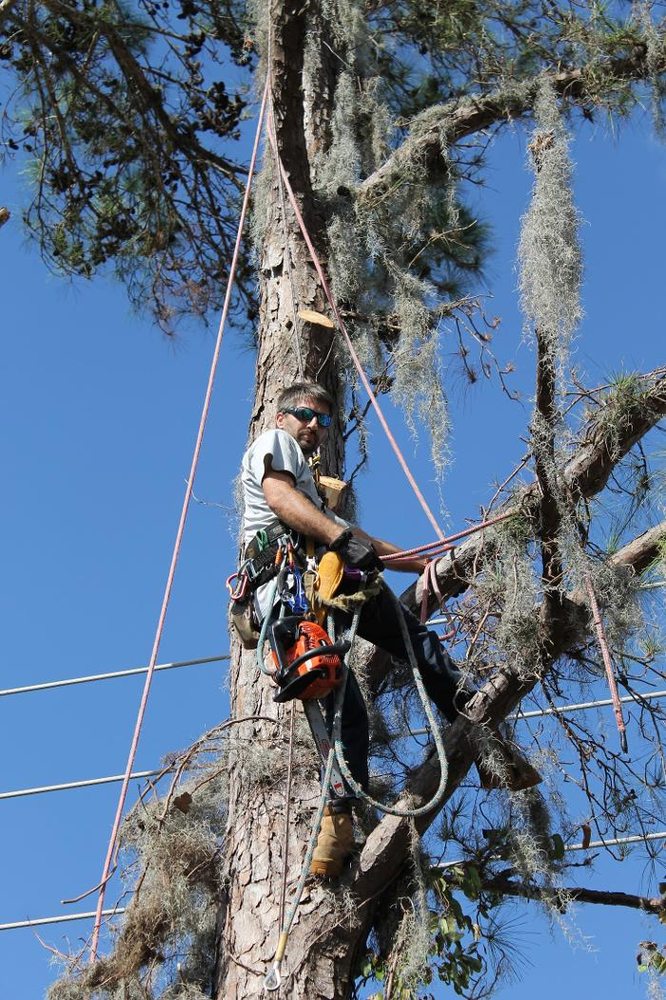Karney Tree Service - tree service in Winter Garden, FL