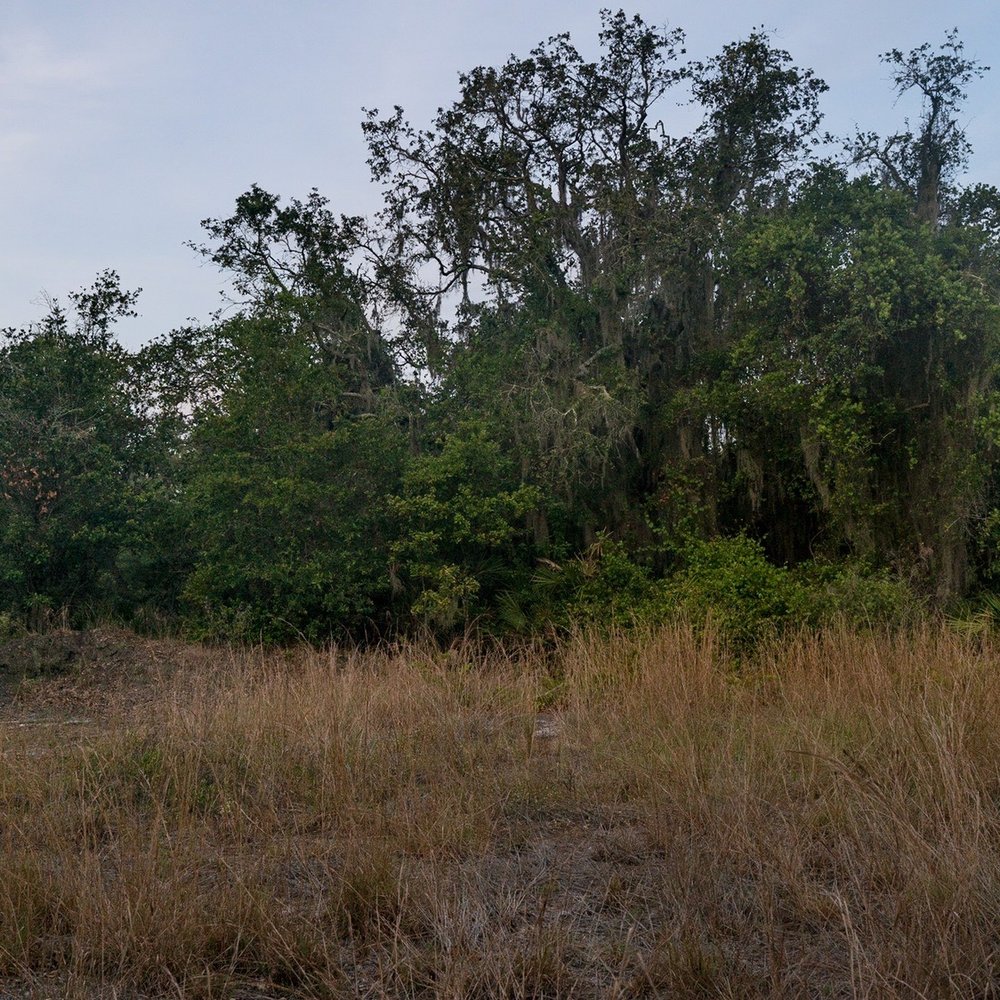 Bell Creek Nature Preserve - Field    By Journeys photography 941  #Jp941 - Hiking Near Me - Riverview, Florida